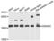 Cyclin Dependent Kinase Inhibitor 2C antibody, LS-C346057, Lifespan Biosciences, Western Blot image 