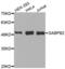 GA Binding Protein Transcription Factor Subunit Beta 1 antibody, abx002556, Abbexa, Western Blot image 