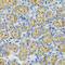 Defensin Beta 132 antibody, 15-151, ProSci, Immunohistochemistry frozen image 
