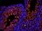 Mucin 5AC, Oligomeric Mucus/Gel-Forming antibody, orb340702, Biorbyt, Immunofluorescence image 