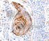 Glycine Receptor Alpha 1 antibody, A2958, ABclonal Technology, Immunohistochemistry paraffin image 