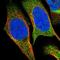 Sestrin 2 antibody, PA5-53751, Invitrogen Antibodies, Immunofluorescence image 