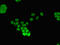 Forkhead Box Q1 antibody, CSB-PA874860LA01HU, Cusabio, Immunofluorescence image 