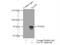 Exocyst complex component 7 antibody, 12014-1-AP, Proteintech Group, Immunoprecipitation image 