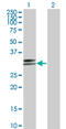 Major Histocompatibility Complex, Class II, DP Alpha 1 antibody, LS-C197415, Lifespan Biosciences, Western Blot image 