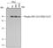 Ribosomal Protein S6 Kinase A1 antibody, AF892, R&D Systems, Western Blot image 