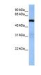 TRAF3 Interacting Protein 3 antibody, NBP1-59727, Novus Biologicals, Western Blot image 