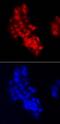 Chromodomain Helicase DNA Binding Protein 7 antibody, AF7350, R&D Systems, Immunocytochemistry image 