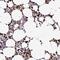 Transmembrane Protein 178A antibody, HPA052128, Atlas Antibodies, Immunohistochemistry frozen image 