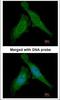 Damage Specific DNA Binding Protein 1 antibody, NBP1-33061, Novus Biologicals, Immunocytochemistry image 