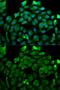 Cullin 3 antibody, GTX53933, GeneTex, Immunofluorescence image 