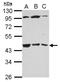 Beta-1,3-Galactosyltransferase 4 antibody, NBP2-15533, Novus Biologicals, Western Blot image 