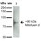 Mitofusin 2 antibody, 56557, QED Bioscience, Western Blot image 