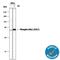 Checkpoint Kinase 1 antibody, AF2054, R&D Systems, Western Blot image 