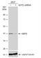 Glutamic-Oxaloacetic Transaminase 2 antibody, NBP2-16708, Novus Biologicals, Western Blot image 