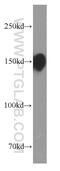 Lap1 antibody, 66211-1-Ig, Proteintech Group, Western Blot image 