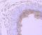 Proteasome Subunit Beta 8 antibody, NBP2-75554, Novus Biologicals, Immunohistochemistry paraffin image 