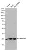 NADH:Ubiquinone Oxidoreductase Core Subunit S3 antibody, PA5-78073, Invitrogen Antibodies, Western Blot image 