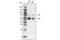 Tafazzin antibody, 34097S, Cell Signaling Technology, Western Blot image 