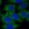 Par-3 Family Cell Polarity Regulator antibody, FNab06146, FineTest, Immunofluorescence image 