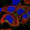 Solute Carrier Family 19 Member 1 antibody, HPA024802, Atlas Antibodies, Immunofluorescence image 