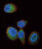 HRas Proto-Oncogene, GTPase antibody, abx033667, Abbexa, Immunofluorescence image 