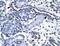 Forkhead Box G1 antibody, NBP1-56594, Novus Biologicals, Immunohistochemistry frozen image 