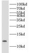 Inner Mitochondrial Membrane Peptidase Subunit 2 antibody, FNab04294, FineTest, Western Blot image 