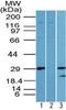 Lin-28 Homolog A antibody, PA5-23408, Invitrogen Antibodies, Western Blot image 