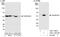 Calregulin antibody, A301-129A, Bethyl Labs, Immunoprecipitation image 