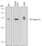 Caspase 10 antibody, AF6864, R&D Systems, Western Blot image 