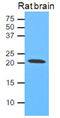 Caveolin 1 antibody, LS-C139548, Lifespan Biosciences, Western Blot image 