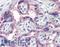 Notch Receptor 3 antibody, LS-B2379, Lifespan Biosciences, Immunohistochemistry frozen image 