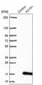 Acylphosphatase 1 antibody, PA5-57089, Invitrogen Antibodies, Western Blot image 