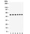 Unc-51 Like Kinase 3 antibody, R32269, NSJ Bioreagents, Western Blot image 