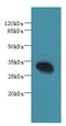 Phosducin Like 2 antibody, LS-C378379, Lifespan Biosciences, Western Blot image 