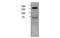 TBC1 Domain Family Member 1 antibody, MBS835493, MyBioSource, Western Blot image 