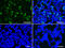 Kelch Like ECH Associated Protein 1 antibody, M00514, Boster Biological Technology, Immunofluorescence image 