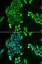 Tu Translation Elongation Factor, Mitochondrial antibody, orb247427, Biorbyt, Immunofluorescence image 