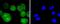 BCL2 antibody, NBP2-67351, Novus Biologicals, Immunofluorescence image 