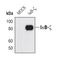NFKB Inhibitor Zeta antibody, PA5-17139, Invitrogen Antibodies, Western Blot image 