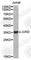 JunD Proto-Oncogene, AP-1 Transcription Factor Subunit antibody, A2867, ABclonal Technology, Western Blot image 