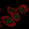 TRNA Splicing Endonuclease Subunit 34 antibody, PA5-65502, Invitrogen Antibodies, Immunofluorescence image 