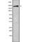 Dedicator Of Cytokinesis 7 antibody, abx149901, Abbexa, Western Blot image 