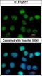 Zinc Finger Protein 597 antibody, LS-C155740, Lifespan Biosciences, Immunofluorescence image 