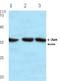 Jun Proto-Oncogene, AP-1 Transcription Factor Subunit antibody, AP06053PU-N, Origene, Western Blot image 