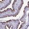 Tetratricopeptide Repeat Domain 30A antibody, PA5-62465, Invitrogen Antibodies, Immunohistochemistry frozen image 