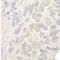 Nucleolar Protein 12 antibody, NBP1-46174, Novus Biologicals, Immunohistochemistry frozen image 