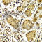 Aprataxin antibody, A5364, ABclonal Technology, Immunohistochemistry paraffin image 