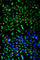 Prohibitin antibody, A0056, ABclonal Technology, Immunofluorescence image 
